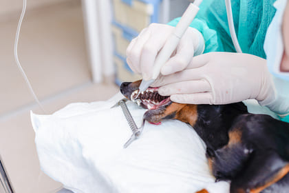 servicios veterinarios limpieza dental