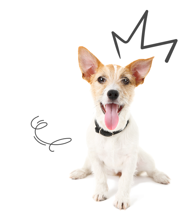 servicios veterinarios