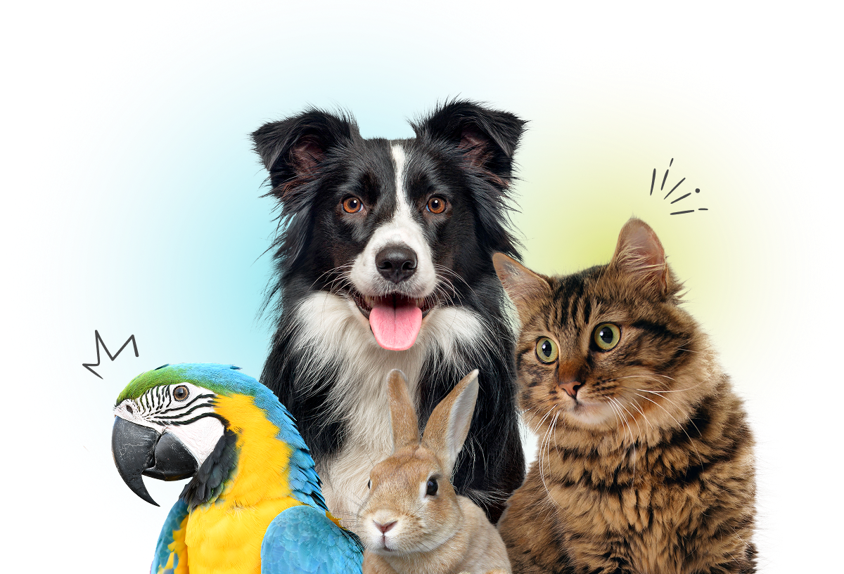 clínica veterinaria en jaraíz de la vera