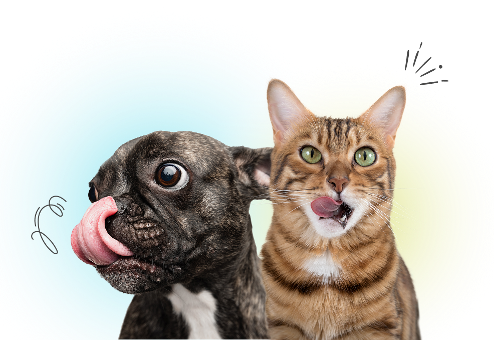 alimentacion para mascotas