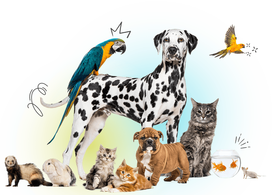 tratamientos y servicios veterinario jaraiz de la vera
