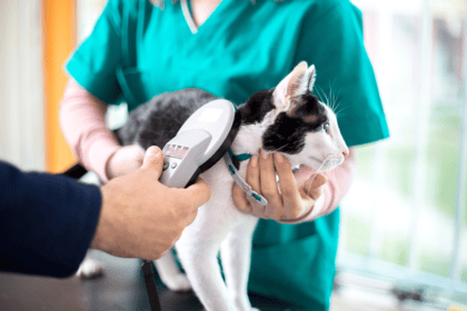servicios veterinarios microchip