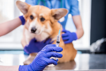 servicios veterinarios vacunas